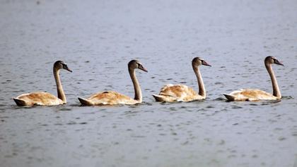 Mute Swan