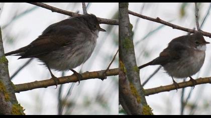 Common Whitethroat