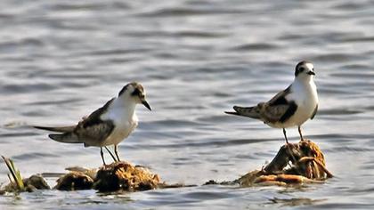 White-winged Tern