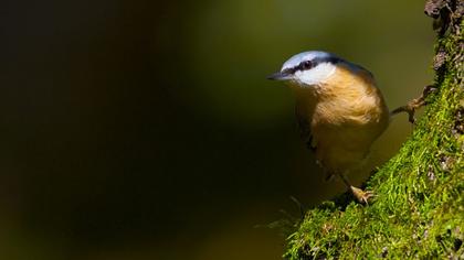 Eurasian Nuthatch