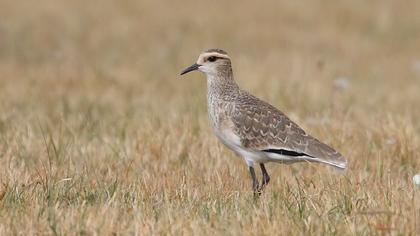 Sociable Lapwing