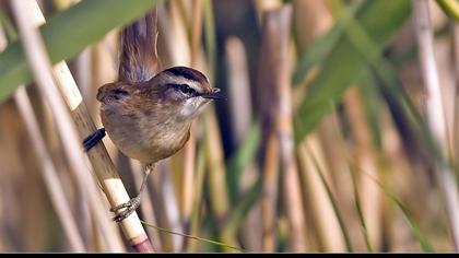 Moustached Warbler
