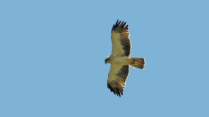 Booted Eagle