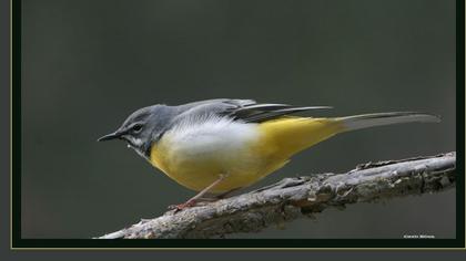 Grey Wagtail