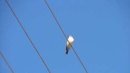 Spotted Flycatcher