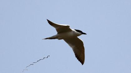 Gull-billed Tern
