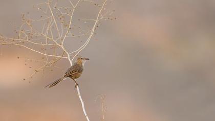 Iraq Babbler