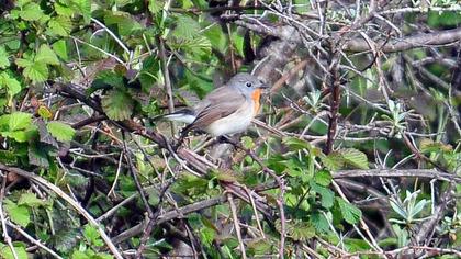 Red-breasted Flycatcher