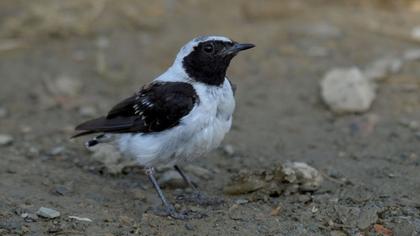 Black-eared Wheatear