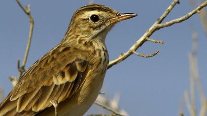Richard`s Pipit