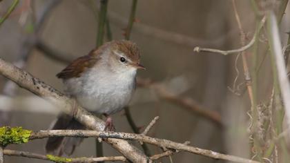 Cetti`s Warbler