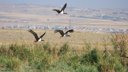 Black Stork