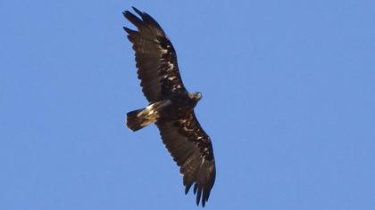 Eastern Imperial Eagle