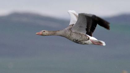 Greylag Goose