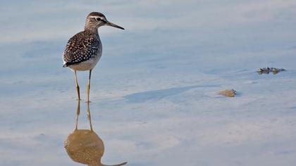 Wood Sandpiper