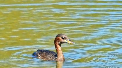Little Grebe