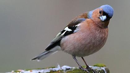 İspinoz