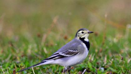 White Wagtail