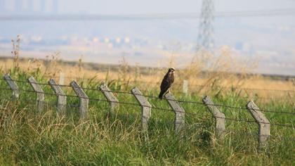 Western Marsh Harrier