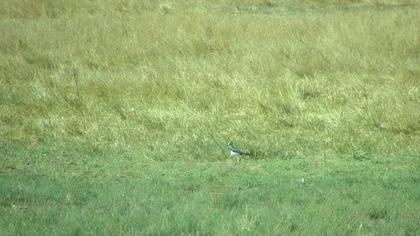 Northern Lapwing