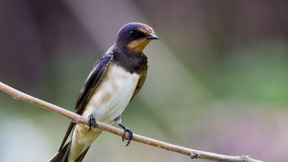 Barn Swallow
