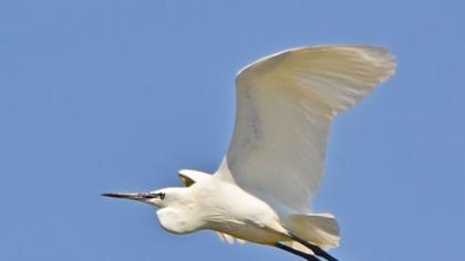 Little Egret