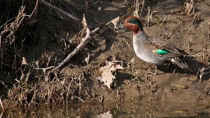 Eurasian Teal