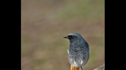 Black Redstart