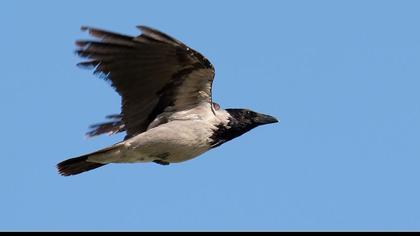 Hooded Crow