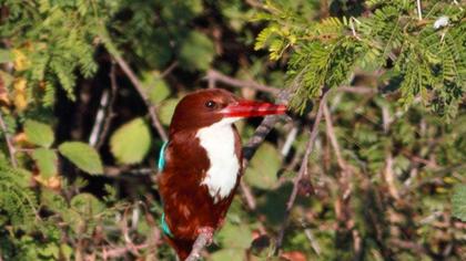 White-throated Kingfisher