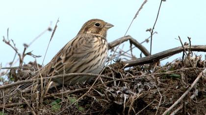 Corn Bunting