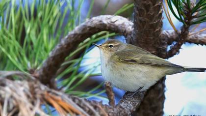 Common Chiffchaff