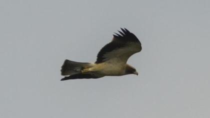 Küçük kartal