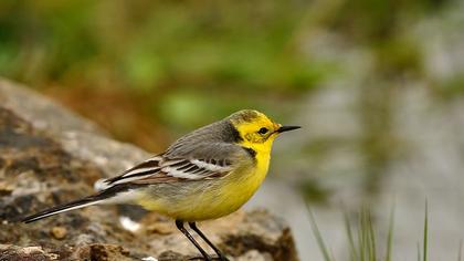 Citrine Wagtail
