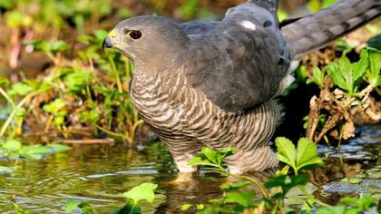 Levant Sparrowhawk