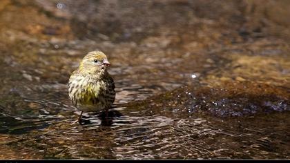 European Serin