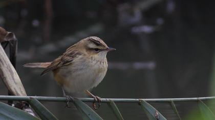 Sedge Warbler