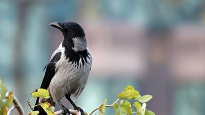 Hooded Crow