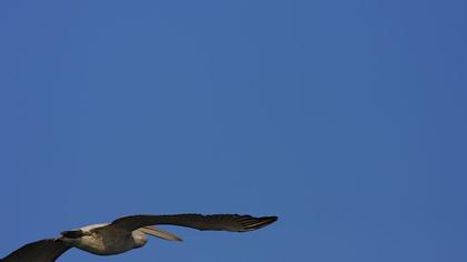 Dalmatian Pelican