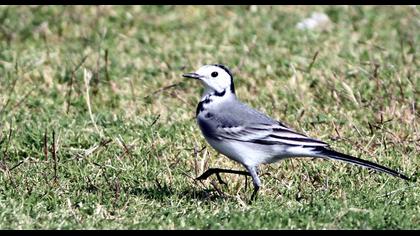 White Wagtail
