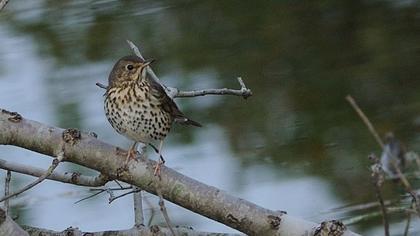 Song Thrush