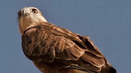Long-legged Buzzard