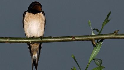 Barn Swallow