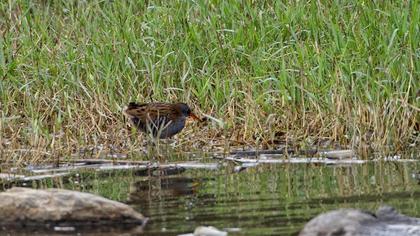 Water Rail