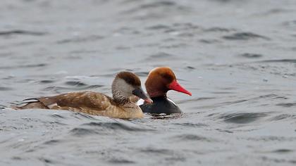Red-crested Pochard