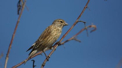 Common Linnet
