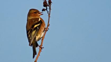 Common Chaffinch