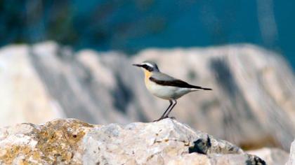 Northern Wheatear