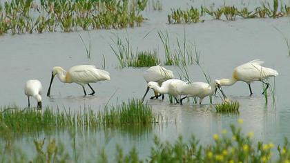 Eurasian Spoonbill
