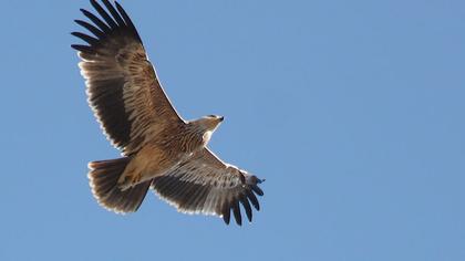 Şah kartal